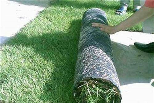 青山椰丝毯 守护生态，构筑绿色未来的创新材料